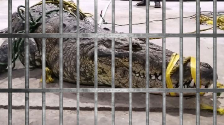 Cocodrilo 'asesino' de Tampico es detenido, autoridades lo tienen tras 'las rejas'