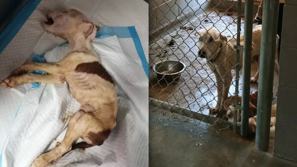 Fotografías de perros enfermos y en condiciones insalubres en el Centro de Cuidados Animales de la Ciudad de Laredo, se viralizaron en redes sociales.