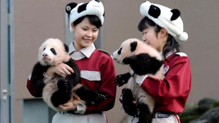 Reportan insólito nacimiento de pandas gemelos en un zoológico de Japón