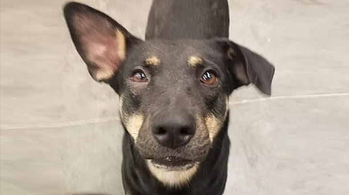 Asociación Protectora de Animales de Nuevo Laredo organiza evento para recaudar fondos