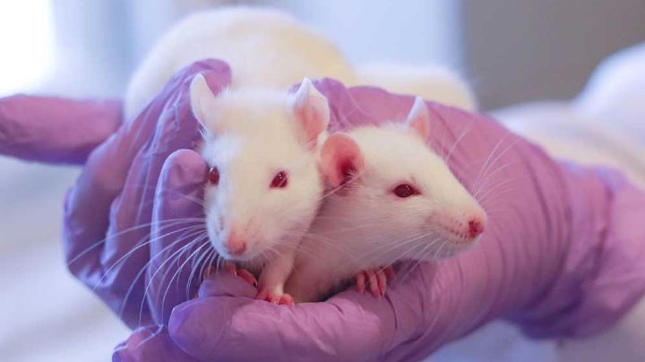 Científicos chinos afirman haber logrado que ratas macho esten preñadas
