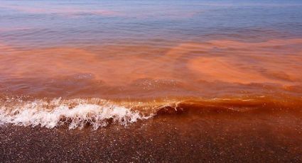 Detectan presencia de Marea Roja en playas de Oaxaca