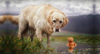 Perro caminó 100 kilómetros para morder al hombre que lo abandonó FOTOS