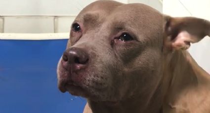 Pitbull arranca brazo a ladrón; familiares del delincuente piden su sacrificio