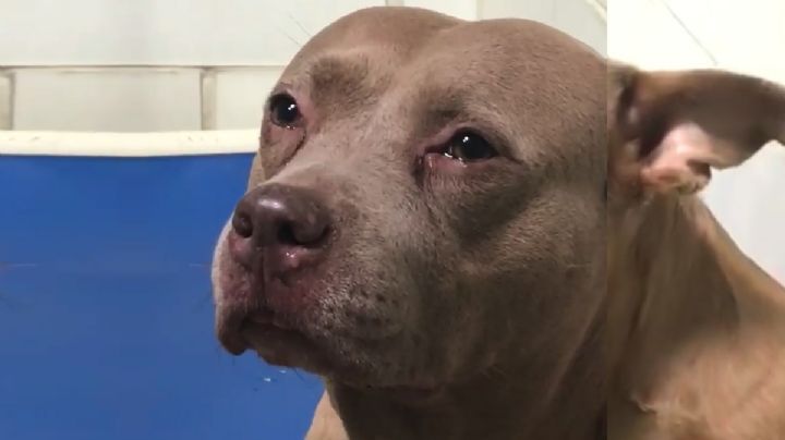 VIDEO de Pitbull que llora de tristeza en refugio cuando le arrebatan a sus cachorros