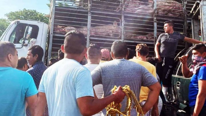 Vuelca camión y pobladores hacen rapiña de cerdos: los destazan en el lugar del accidente