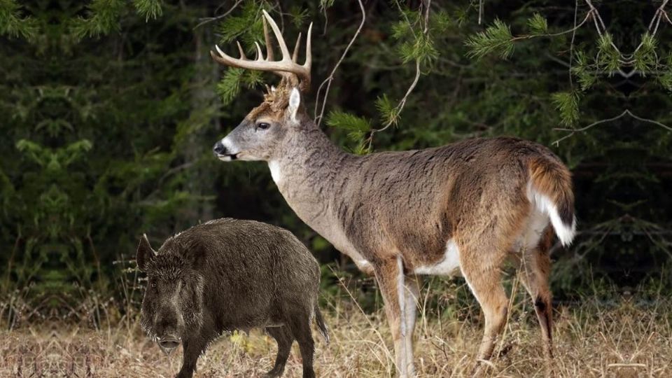 Animales que aún se pueden ver a la orilla del Río Bravo