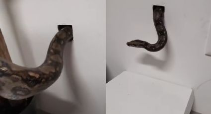 VIDEO: Usan serpiente para fumigar casa llena de ratones utilizando