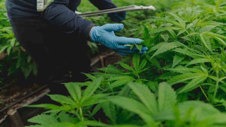 Aprueba Corte uso lúdico de la mariguana