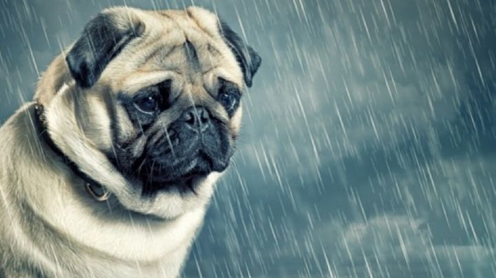 ¡Indignante! Abandonan perrito bajo la lluvia, fue rescatado por la FGJ -FOTOS-