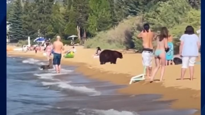 VIDEO: Captan a osos en la playa en medio de turistas