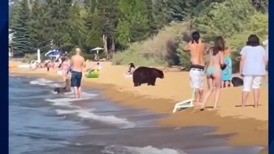 Al parecer, la familia de osos solo quería refrescarse y comer.