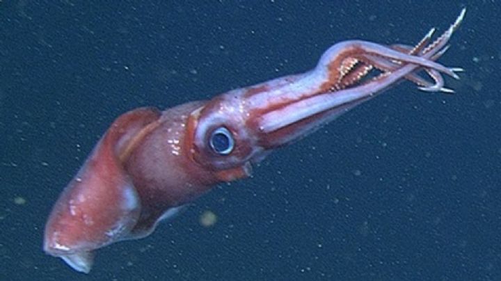 NASA enviará CALAMARES a la Estación Espacial Internacional