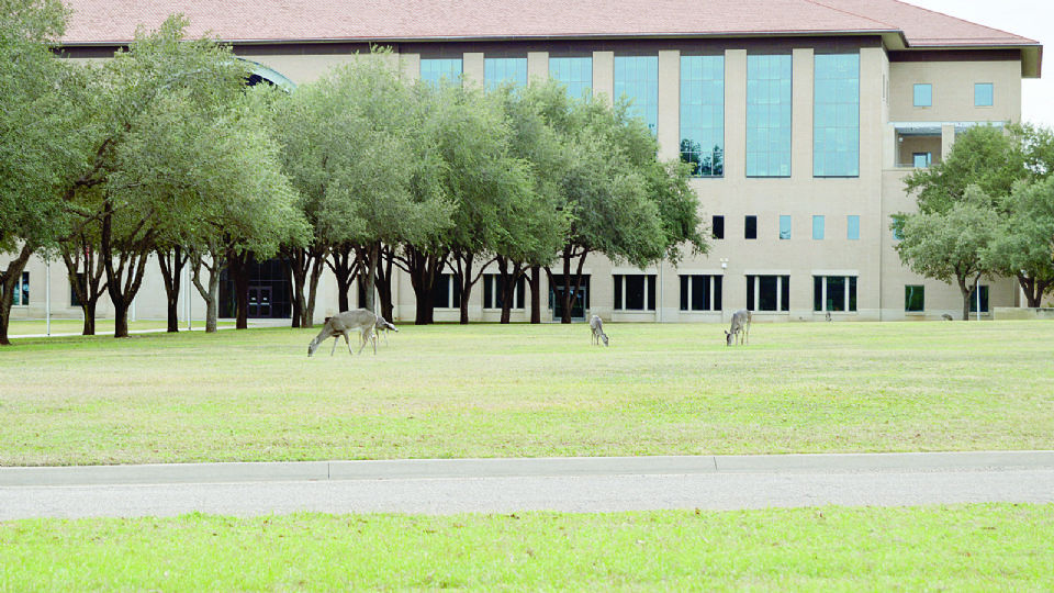 TAMIU tiene su semestre pronto y en el sitio de internet ACE o en la misma universidad presencialmente, prepara a todo joven para la inscripción