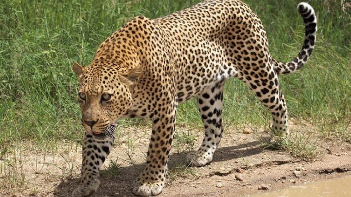 Muere niña tras ataque de leopardo en plena fiesta de cumpleaños