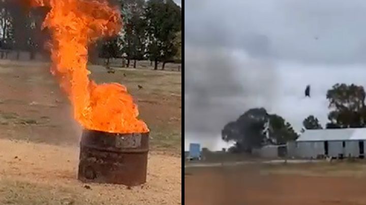 VIDEO: Granjero de Australia causa polémica por su método para eliminar plaga de ratones