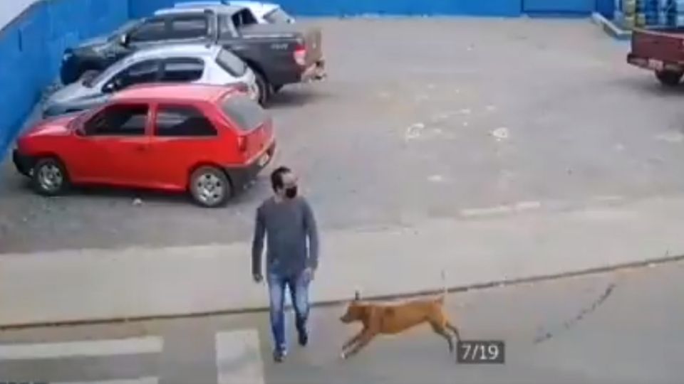 El hombre tan solo quería cruzar la calle cuando el perro lo atropelló.