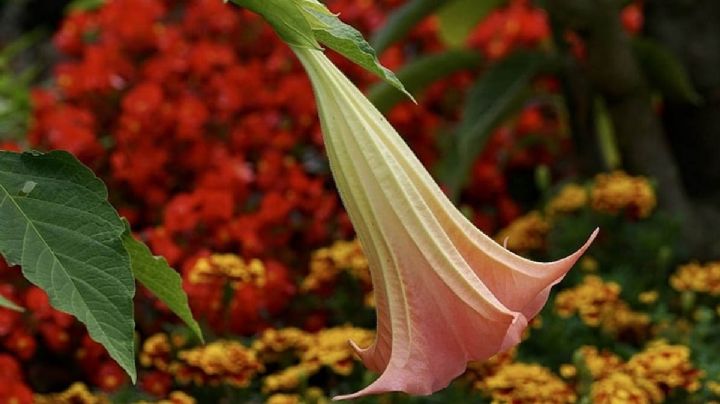 VIDEO: TikToker inhala “delicioso olor” de una flor; resultó ser una planta venenosa