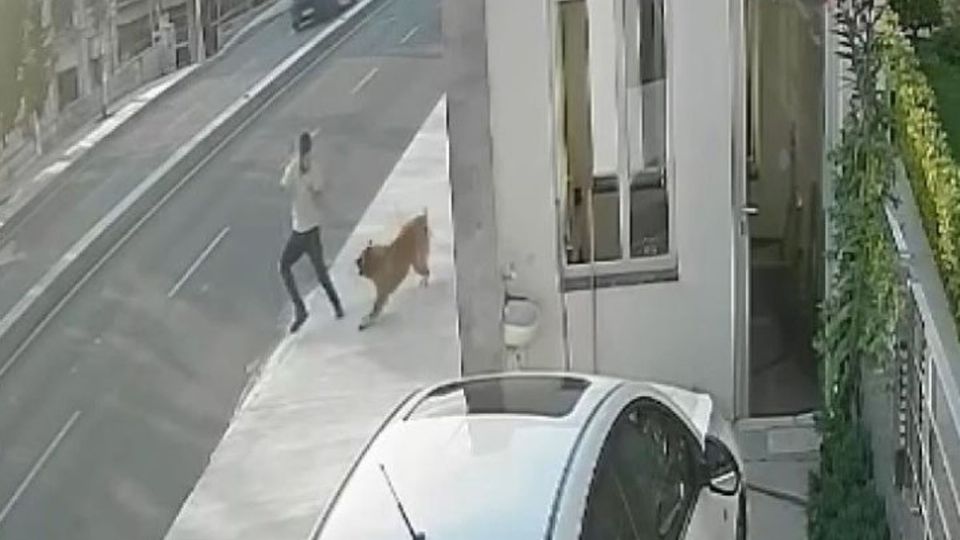 El perro que ladro Ekrem, se encontraba echado sobre la banqueta