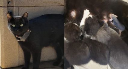 FOTO: Gata adopta a una zarigüeya bebé, y se vuelve viral