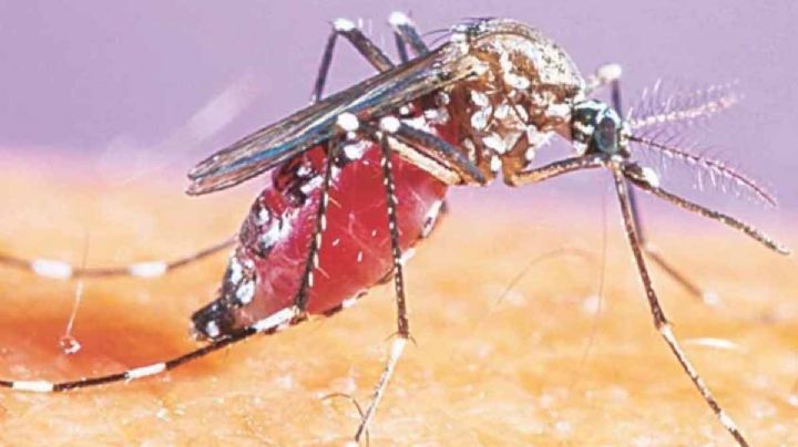 Confirman un solo caso de dengue en Nuevo Laredo