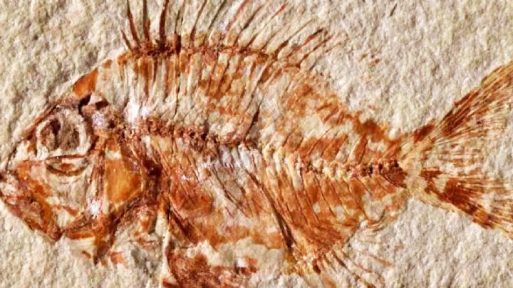 Hallan pez prehistórico que convivió con dinosaurios hace 95 millones de años