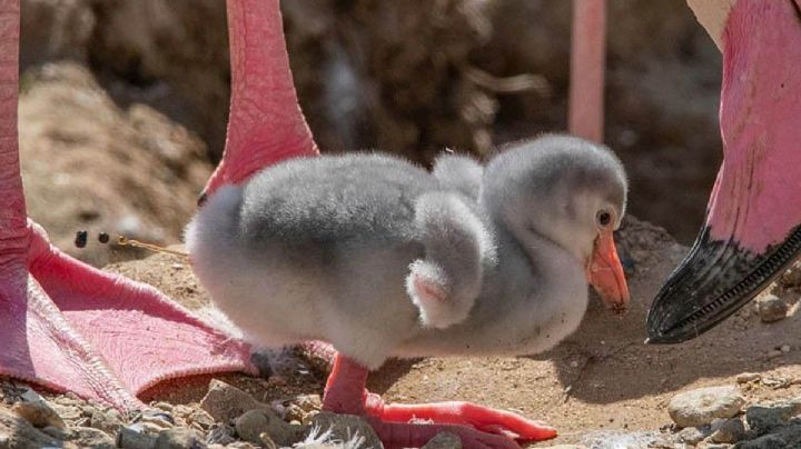 VIDEO/FOTOS: Mueren miles de crías de flamenco en lago explotado