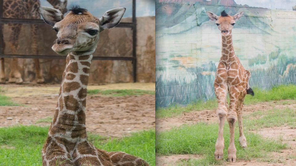 Al Zoológico de Nuevo Laredo 'llegó' la jirafa macho con un peso de 70 kilogramos.