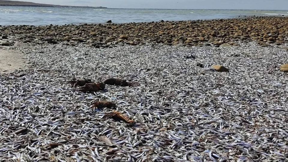 Las altas temperaturas en el mar dejaron varadas toneladas de sardinas en la playa.