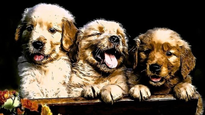 ¿Cuándo es el Día del Perro? Consiente a tu mascota en su gran día