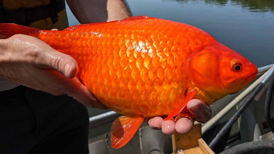 Al ser liberados, los peces de acuario crecieron de manera desproporcionada