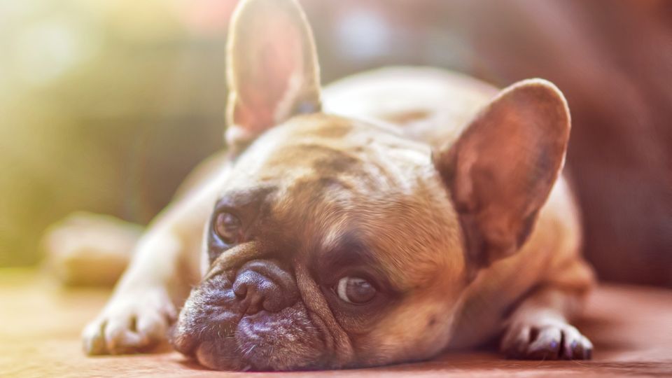 Es importante proteger a las mascotas del calor