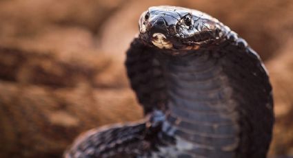 ¡ALERTA! Cobra venenosa está suelta en calles de Carolina del Norte