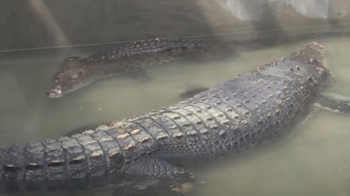 Un mega cocodrilo de 5 metros y casi 1 tonelada es la nueva atracción en un zoológico