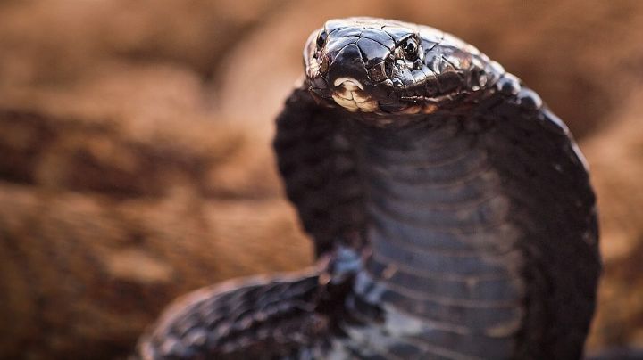 ¡ALERTA! Cobra venenosa está suelta en calles de Carolina del Norte