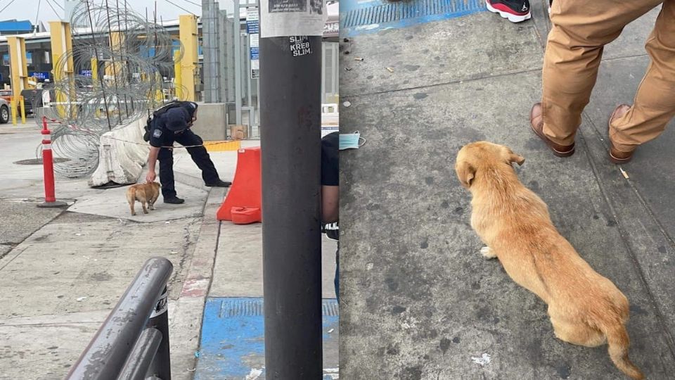 Perrito cruza la frontera solo y sin visa.