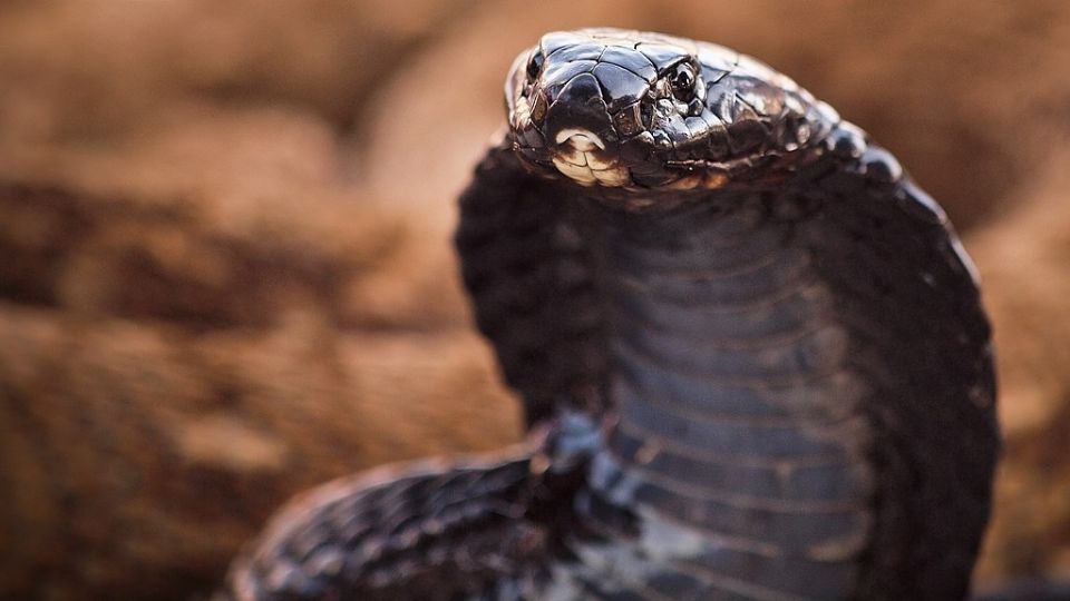 A pesar de la baja tasa de mortalidad de su veneno, preocupa los daños que pueden generar su mordedura.