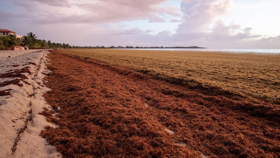 Autoridades dicen que seguirá la proliferación de la macroalga en las costas de la entidad