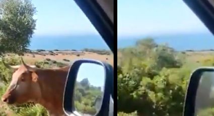 VIDEO: Conductor le pide direcciones a una vaca y así respondió