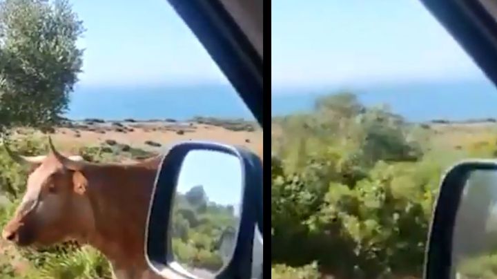 VIDEO: Conductor le pide direcciones a una vaca y así respondió