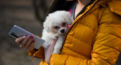 Francia prohíbe venta de perros y gato en tienda de mascotas