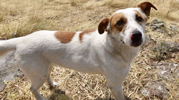 Firulais: ¿Qué significa, y de dónde viene el nombre? Descúbrelo aquí