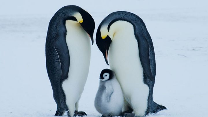 Pingüinos en peligro; encuentran plásticos en su organismo