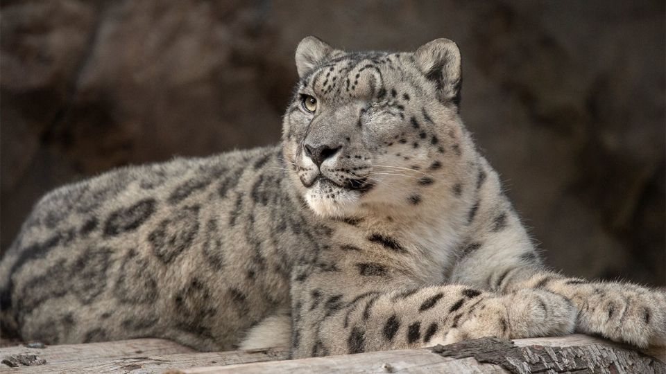 El animal, señalan, se encuentra siendo monitoreado de cerca