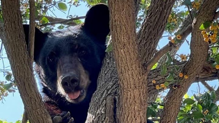 Captan osezno en rancho de Texas y se viraliza en redes (FOTOS)