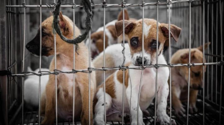 Maltrato Animal: Diputados aprobaron endurecer penas; hasta 9 años de cárcel