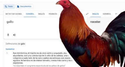 ¿Por qué es viral la palabra “gallo” en el Google Traductor?