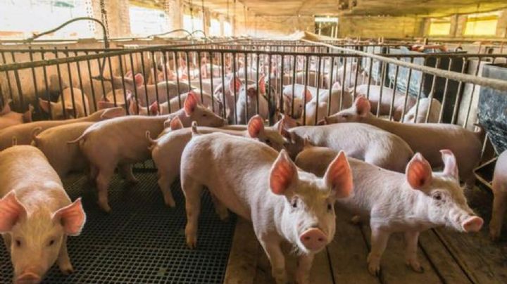 México y Centroamérica en alerta por brote de peste porcina africana