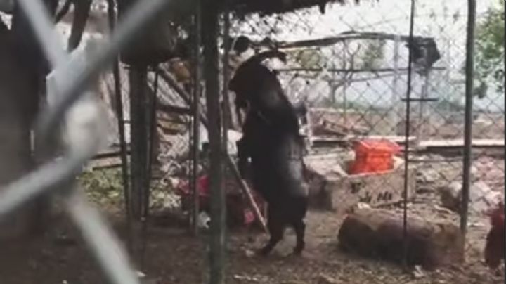 VIDEO de cabra 'endemoniada' caminando en dos patas se viraliza