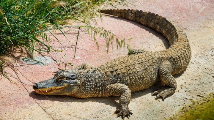 Cocodrilo ataca a niño mientras jugaba en su casa en Altamira